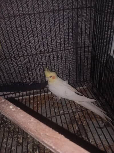 cocktail female red eye for sale