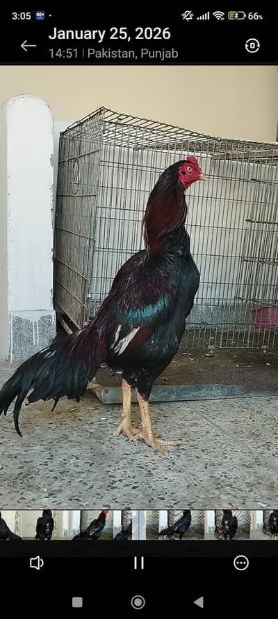 High quality patha available