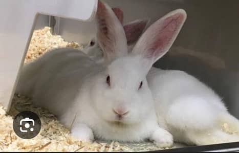 Rabbits for research