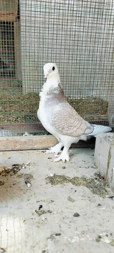 German tai young pair