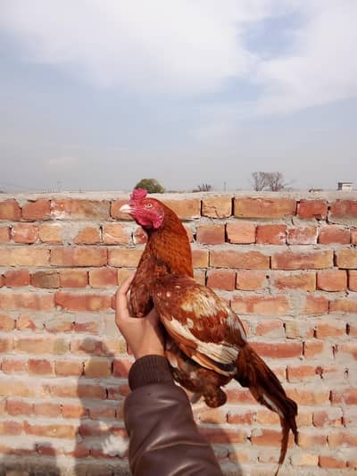 achey quality wali chez ha 0317.9682. 115