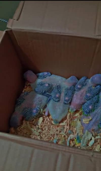 Mashallah raw healthy and active chicks available