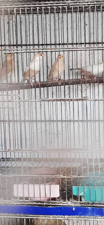 pastel fawn java pathy