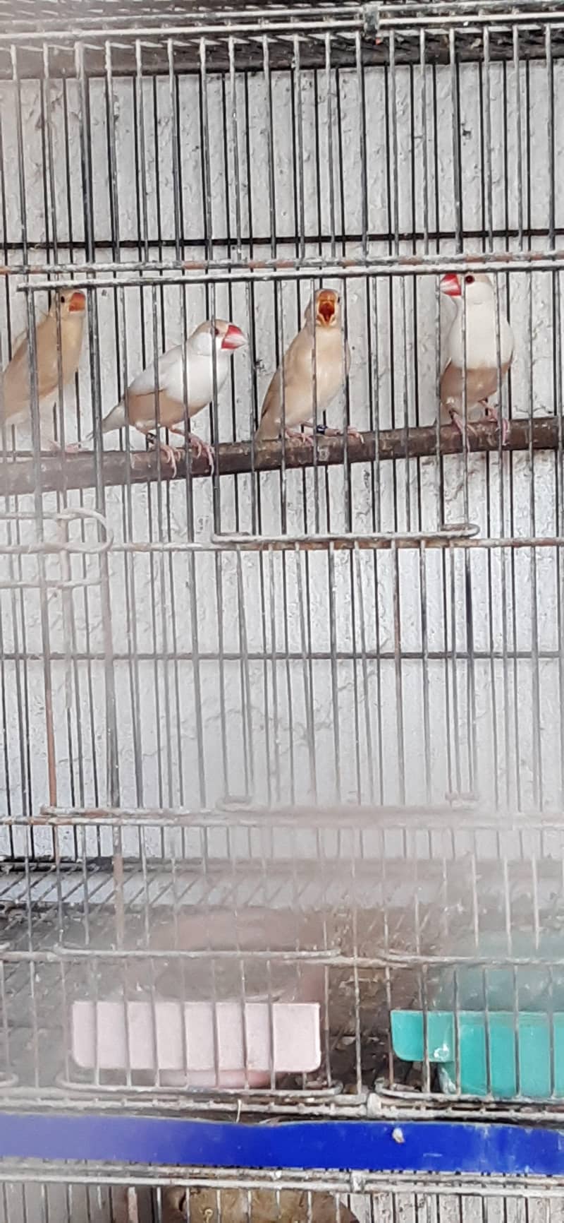 pastel fawn java pathy 1