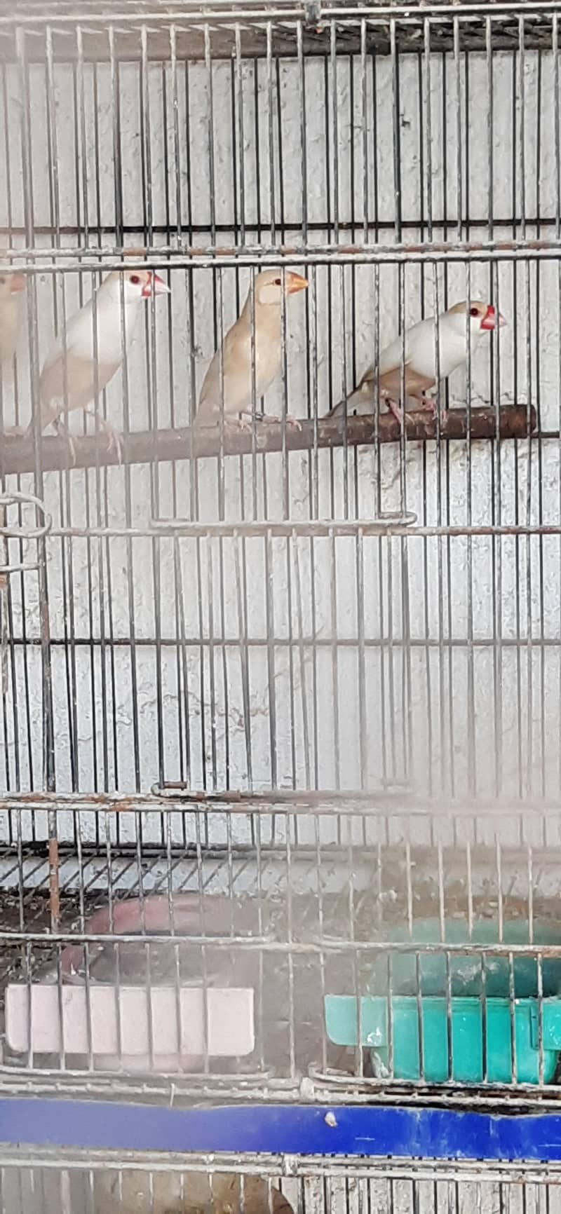 pastel fawn java pathy 2