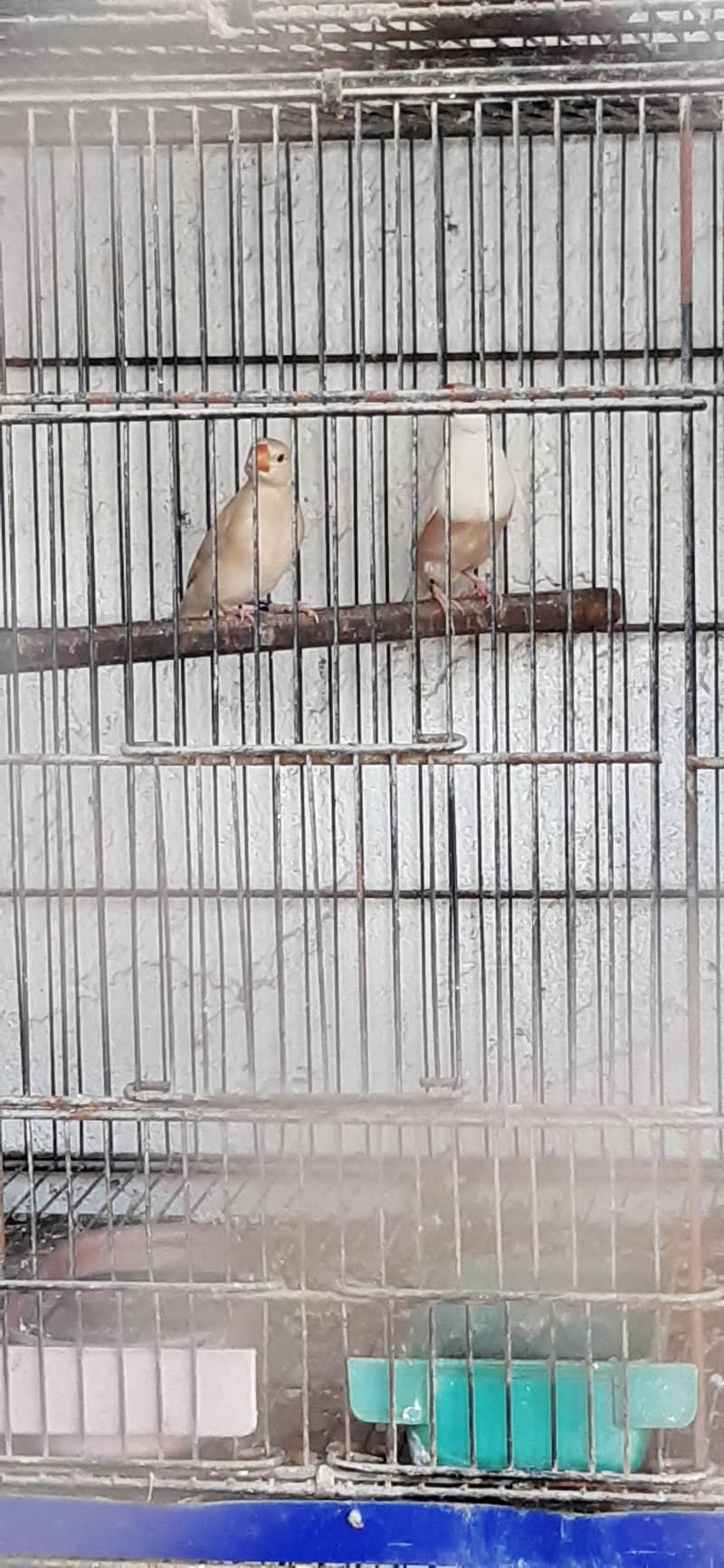 pastel fawn java pathy 3