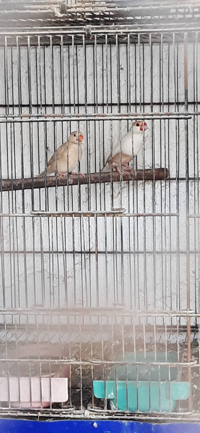 pastel fawn java pathy 4