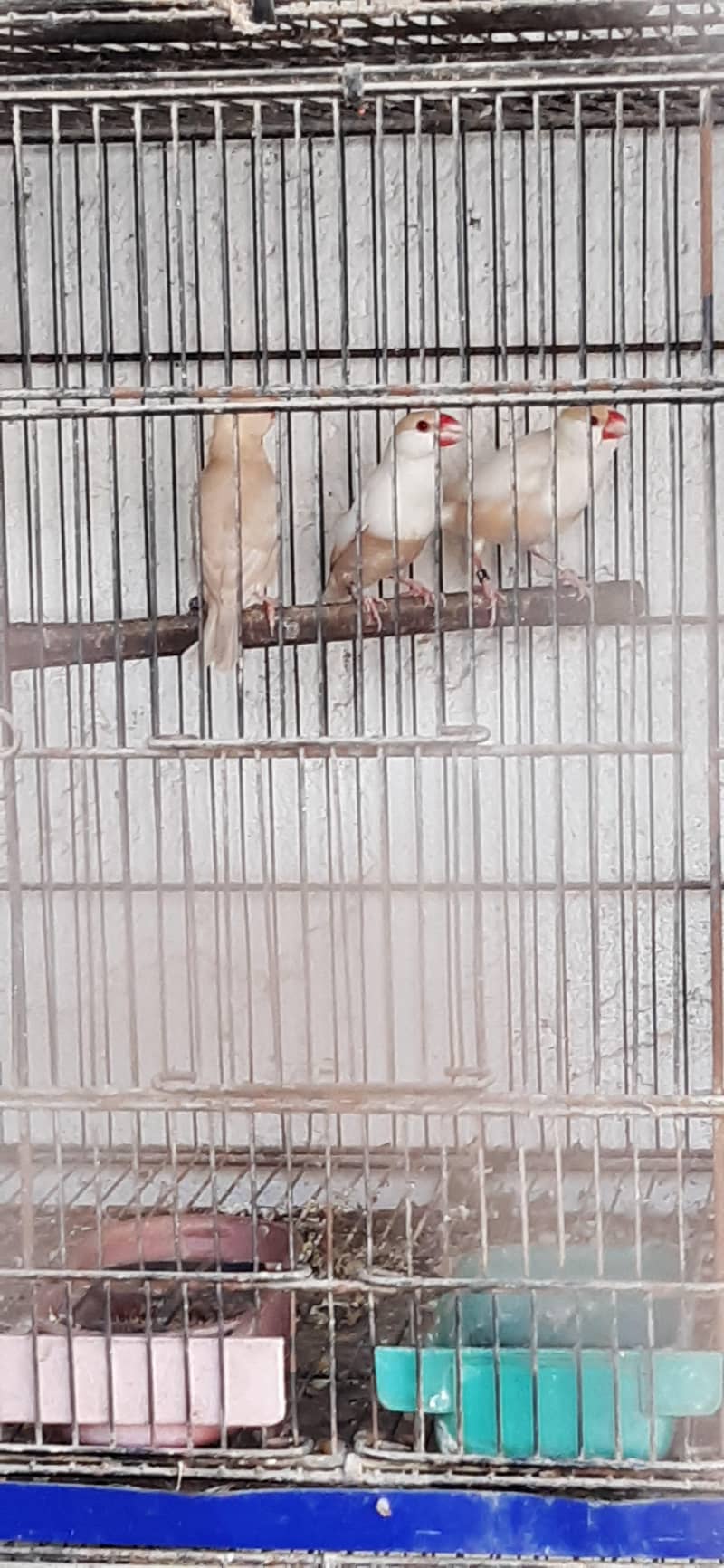 pastel fawn java pathy 5