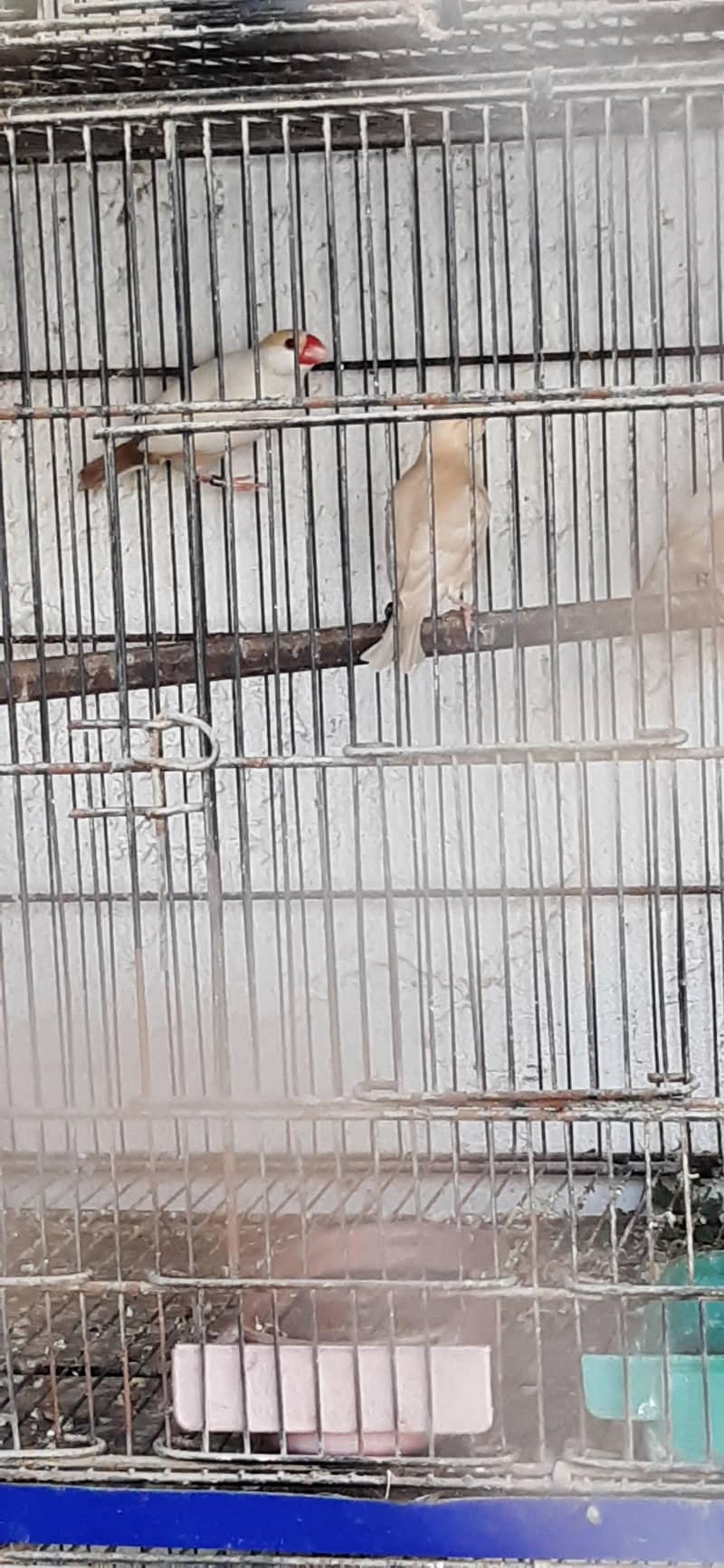 pastel fawn java pathy 6