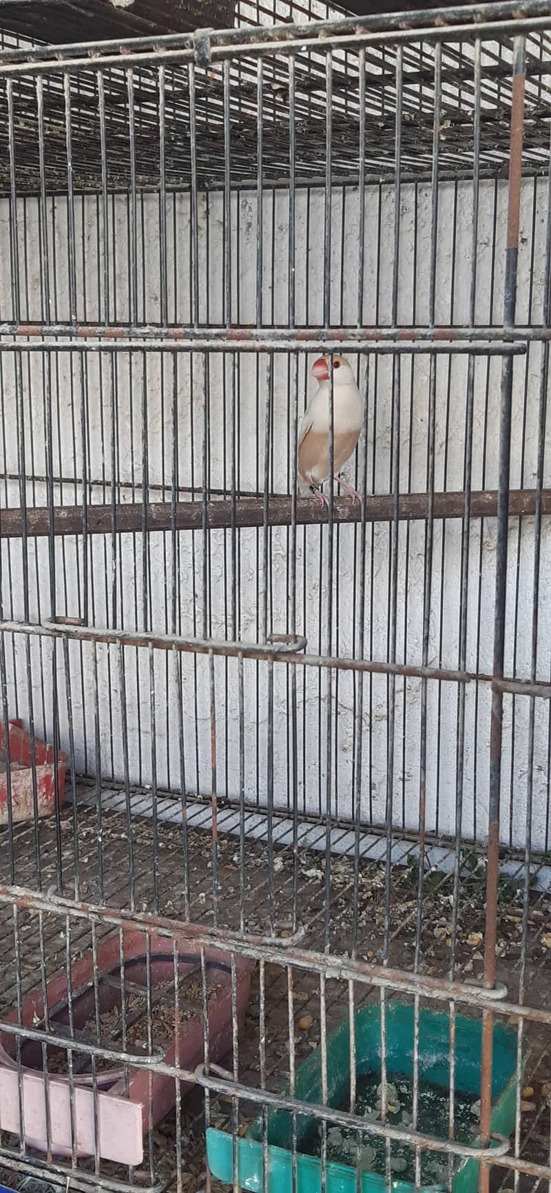 pastel fawn java pathy 7