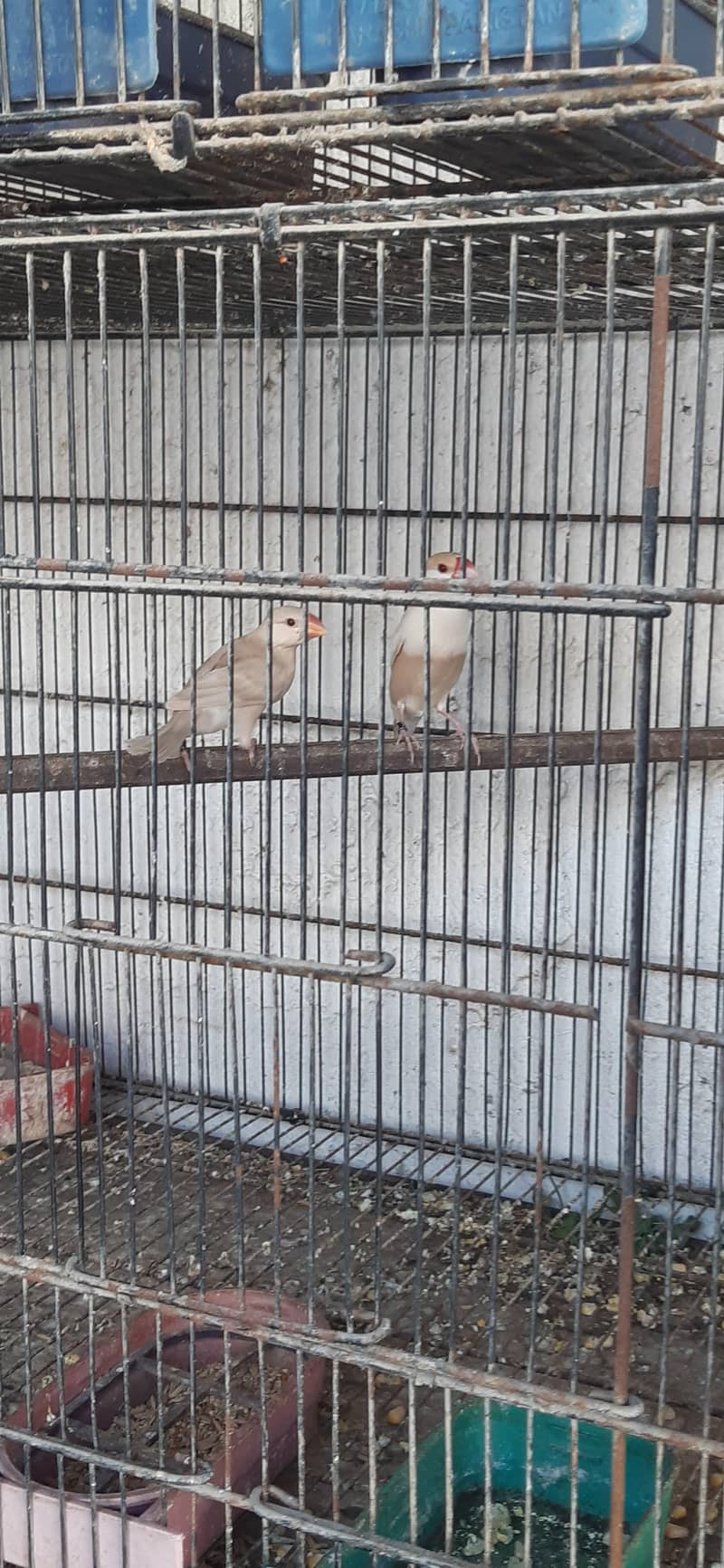 pastel fawn java pathy 8