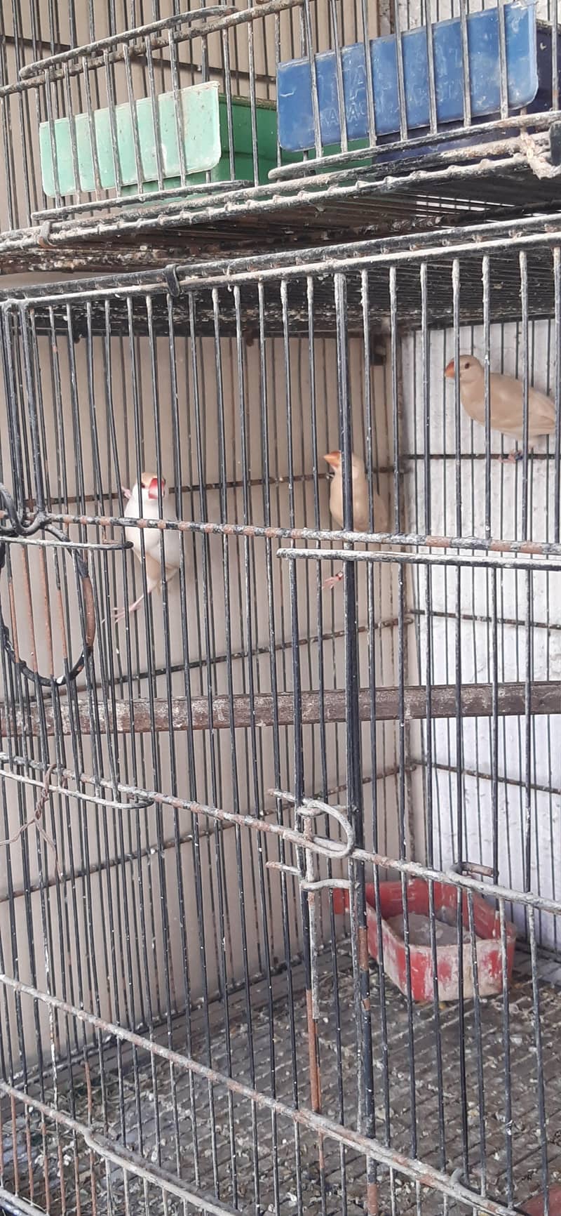 pastel fawn java pathy 9