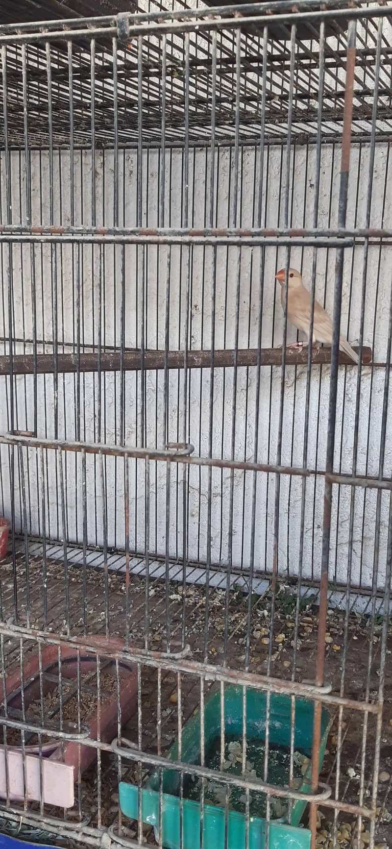 pastel fawn java pathy 11