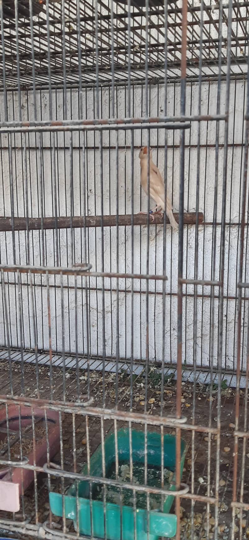 pastel fawn java pathy 13