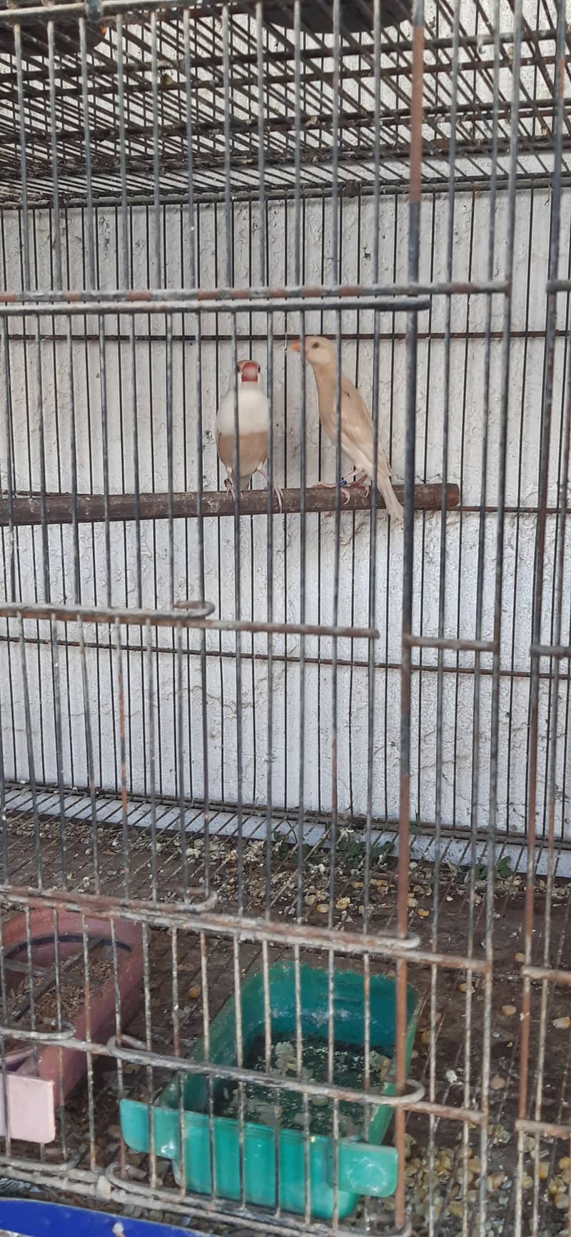 pastel fawn java pathy 14