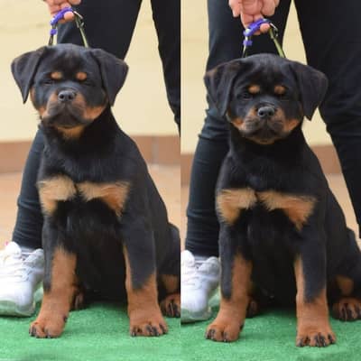 EXCEPITIONAL QUALITY ROTTWELLER PUPPIES FOR SALE