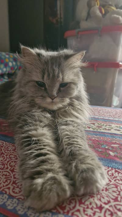 Persian cats for sale