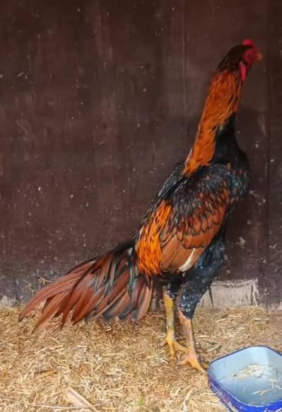 Turkish Hint + Brazilian Aseel Patha Thai Aseel