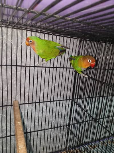 Green Fishers Breeder pair