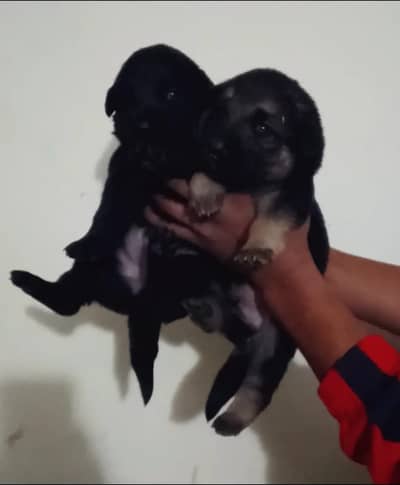 Belgian Shephard Puppies For Sale