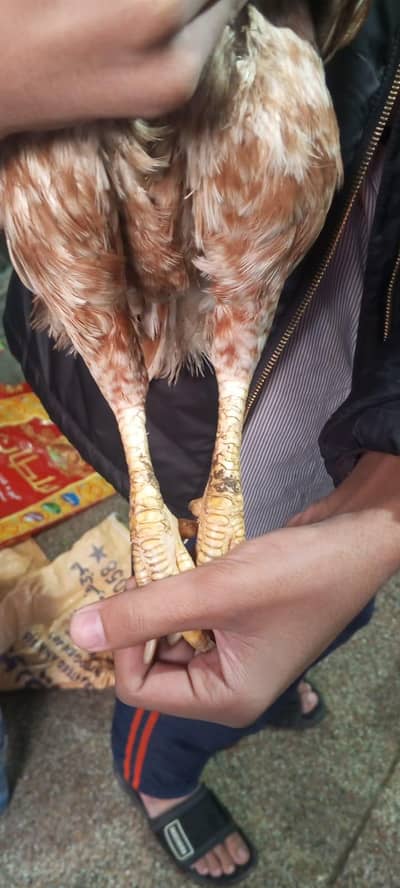 aseel murgha/aseel murghi