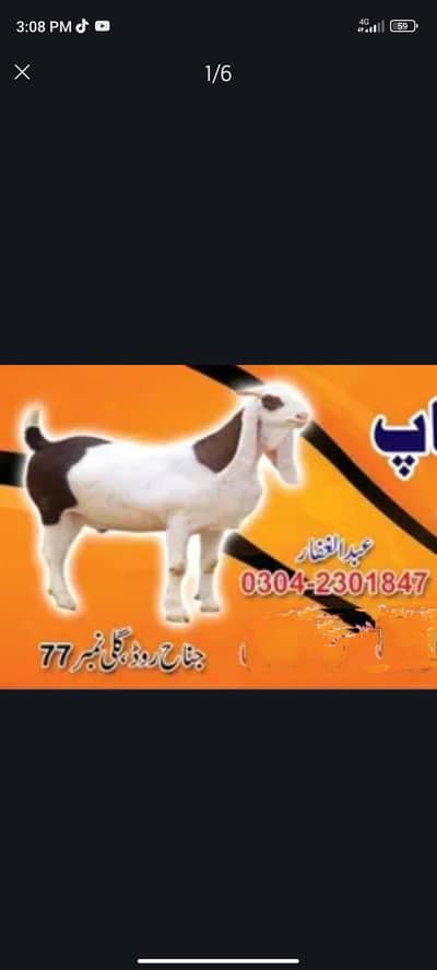 Hole sale mutton chicken/desi chicken dastiab hai 03333262254 karachi