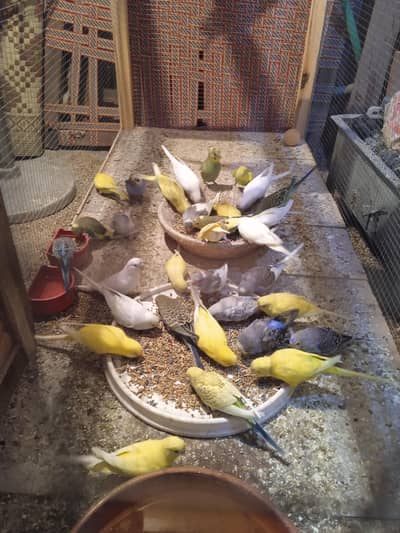 love birds breeder pair & buggies young piece