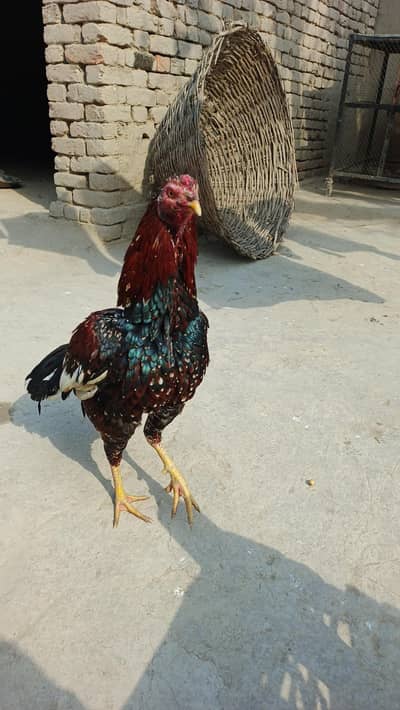 ​Top Quality Pure China Mianwali Aseel Rooster (High Pedigree)
