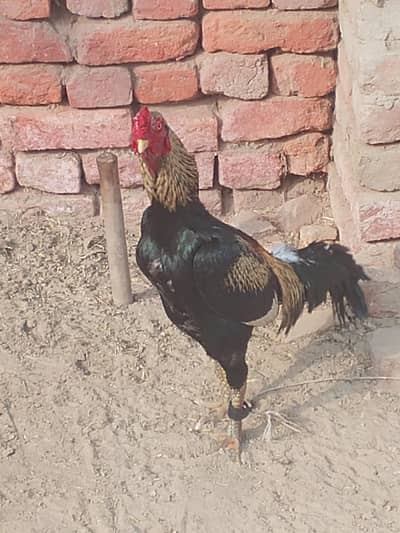 lakha aseel mianwali cross ha