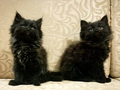 2 months old persian kittens