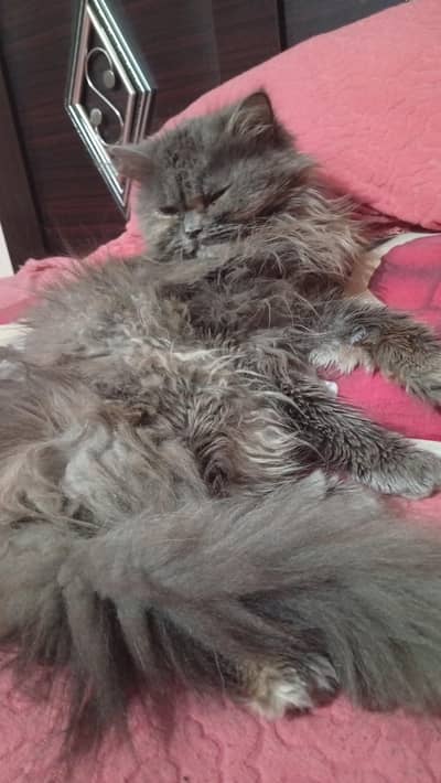 Persian cat grey colour