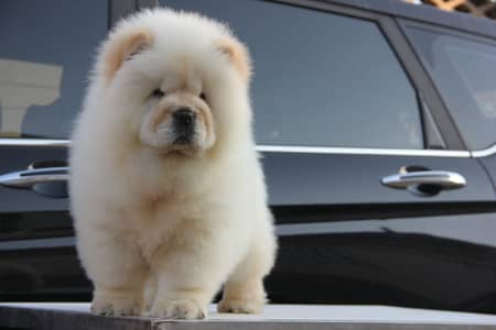 CHOW CHOW SHOW LINE PUPPY AVAILABLE FOR SALE