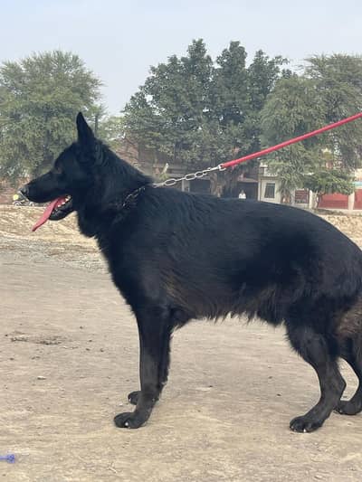 BLACK GERMAN SHEPHERD non Pedigree