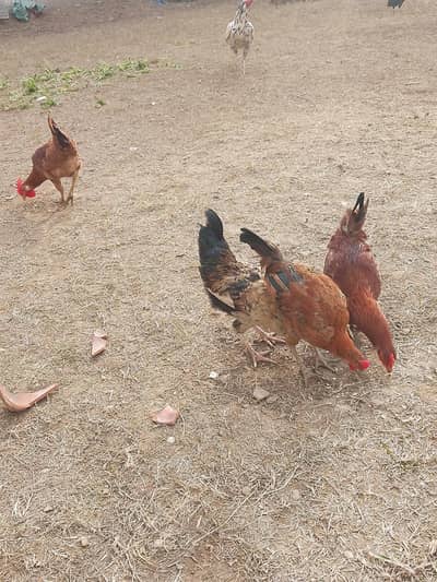 aoa dasi hen's for sale