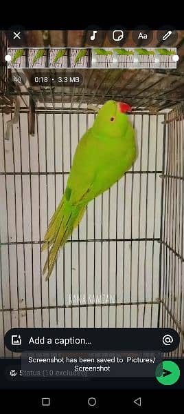 Green ringnk bredr femal male se exchng bi hu jaye gi