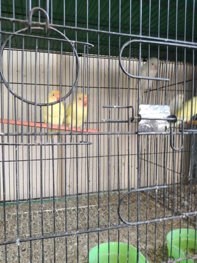 LOVEBIRDS, RINGNECK, AUSTRALIAN FOR SALE