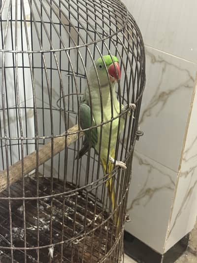 Kashmiri Raw Parrot