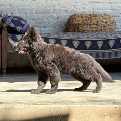 OUTCLASS QUALITY BLACK GERMAN SHEHPERD PUPPY AVAILABLE FOR SALE HERE