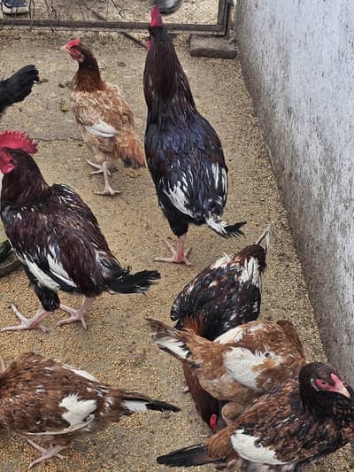 Aseel Hens and Mix lot of 5  Male  17 Female