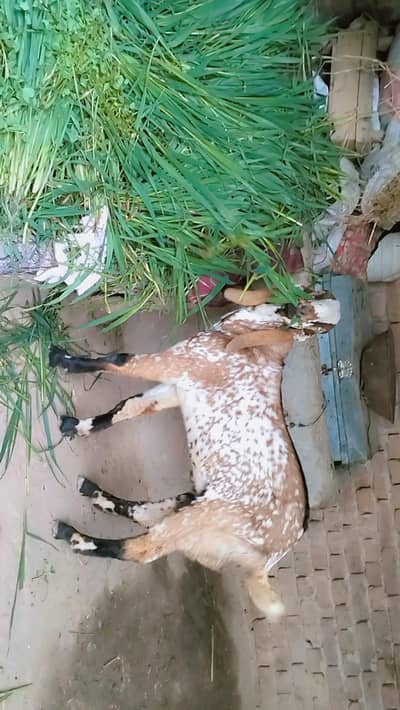 piuer dasi maki chania bakra