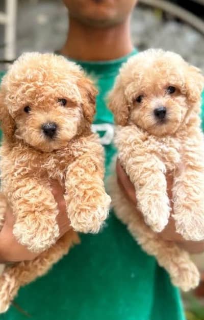 Tri poodle puppies are available for sale