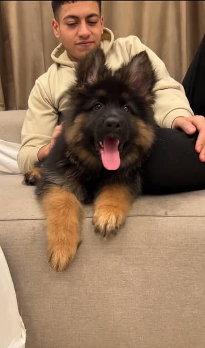 TOP CLASS BLACK & RED GERMAN SHEHPERD PUPPY AVAILABLE FOR SALE