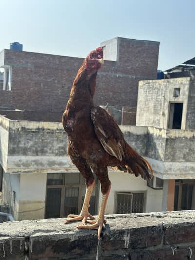 I want to sale my aseel peela patha home bread