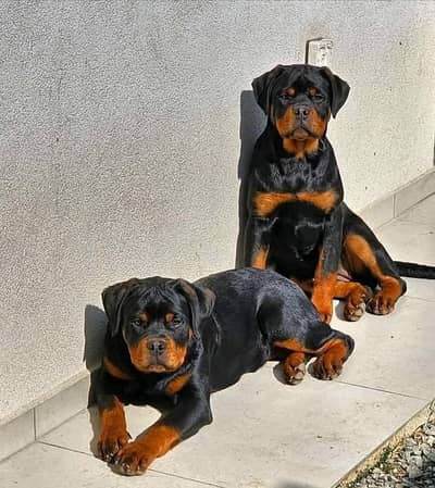 GERMAN ROTTWELLER PUPPIES PAIR BLACK & RED COLOUR