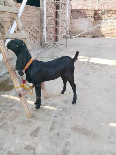 female Babu Pathan blood line