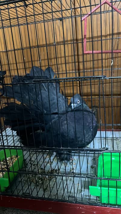 Black american fantail male only