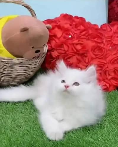 Persian female kitten for sale 03211838831 Whatsapp number