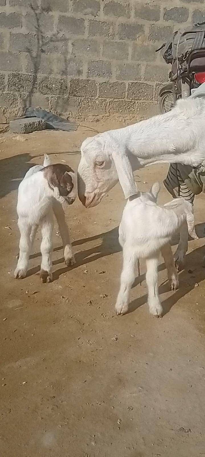 بکری   دو بچوں کے ساتھ 0