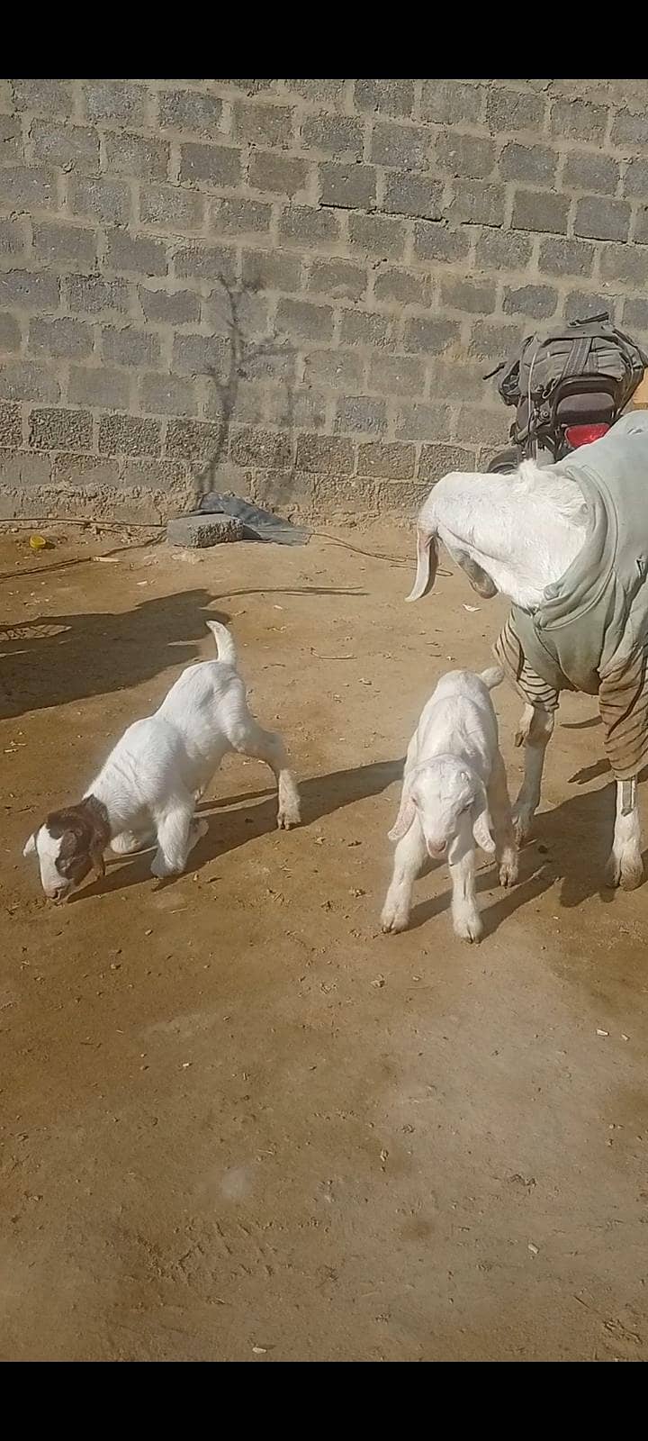 بکری   دو بچوں کے ساتھ 1