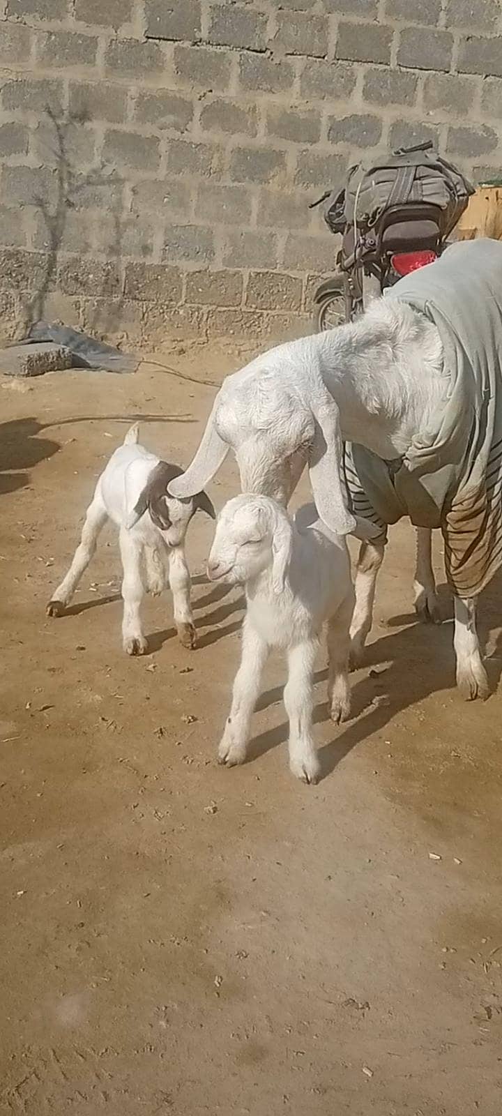 بکری   دو بچوں کے ساتھ 2